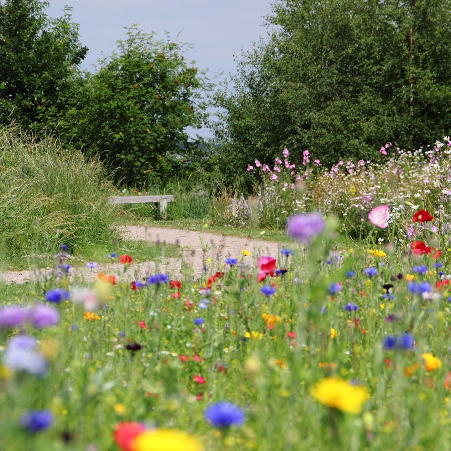 Images of wild planting